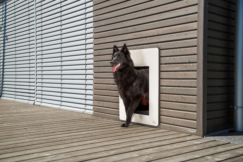petWALK Hundeklappe in einer Wand mit Hund