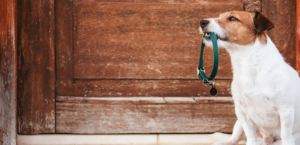 Jack Russel sitzt mit Halsband im Maul vor der Türe